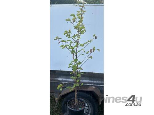 6 X PYRUS CLEVELAND SELECT 250MM