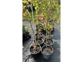 6 X PYRUS CLEVELAND SELECT 250MM - picture0' - Click to enlarge
