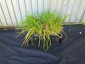 4X MIXED LILY TURF AND GARLIC CHIVE PLANTS - picture0' - Click to enlarge