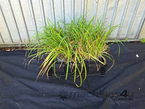 caption 4X MIXED LILY TURF AND GARLIC CHIVE PLANTS