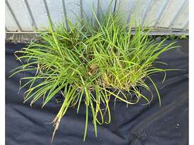 4X MIXED LILY TURF AND GARLIC CHIVE PLANTS - picture0' - Click to enlarge