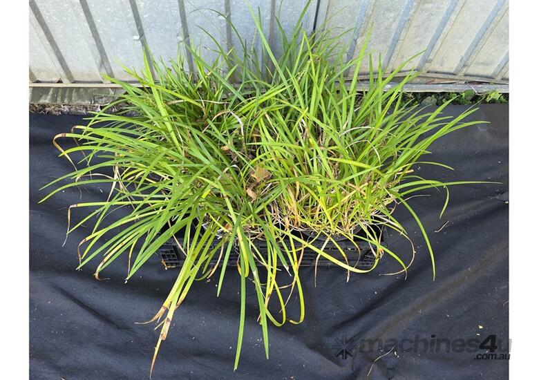 caption 4X MIXED LILY TURF AND GARLIC CHIVE PLANTS