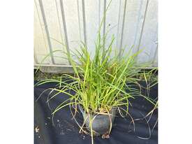 4X MIXED LILY TURF AND GARLIC CHIVE PLANTS - picture1' - Click to enlarge