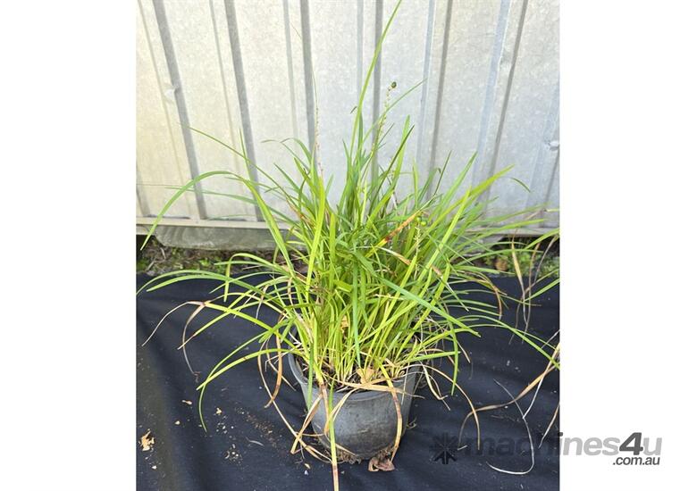 caption 4X MIXED LILY TURF AND GARLIC CHIVE PLANTS
