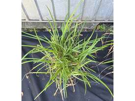 4X MIXED LILY TURF AND GARLIC CHIVE PLANTS - picture2' - Click to enlarge