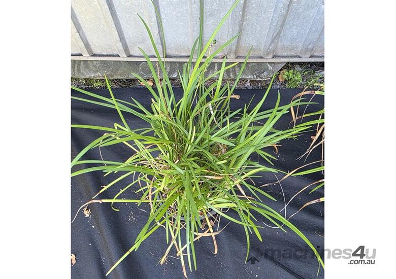 caption 4X MIXED LILY TURF AND GARLIC CHIVE PLANTS