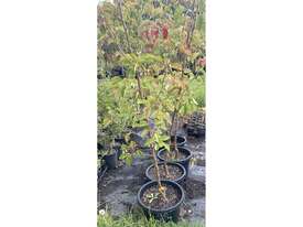 4 X PYRUS CLEVELAND SELECT - picture0' - Click to enlarge