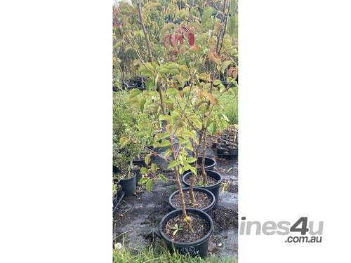 4 X PYRUS CLEVELAND SELECT