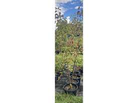 4 X PYRUS CLEVELAND SELECT - picture0' - Click to enlarge