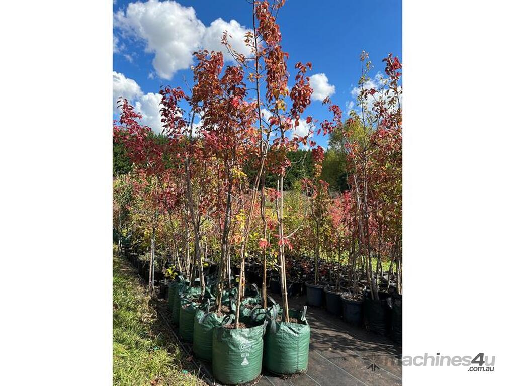 Used 10 X ORNAMENTAL CAPITAL PEARS (PYRUS CALLERYANA) 10 X ORNAMENTAL ...