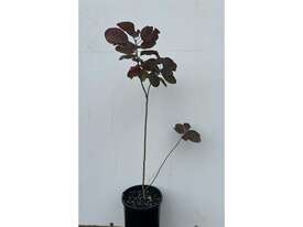 80 X PURPLE SMOKE BUSH (COTINUS PURPUREA) - picture0' - Click to enlarge