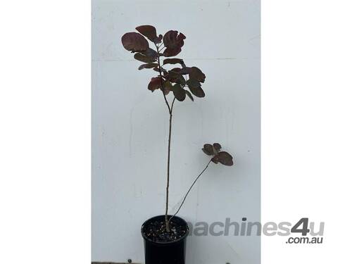 80 X PURPLE SMOKE BUSH (COTINUS PURPUREA)