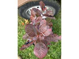 80 X PURPLE SMOKE BUSH (COTINUS PURPUREA) - picture1' - Click to enlarge