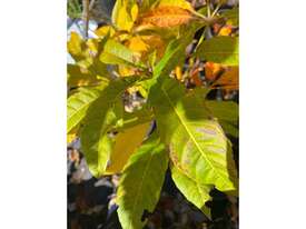 5 X PINK HORSE CHESNUT (AESCULUS X CARNEA)  - picture0' - Click to enlarge