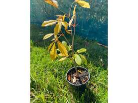 5 X PINK HORSE CHESNUT (AESCULUS X CARNEA)  - picture2' - Click to enlarge