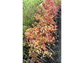 30 X ACER JEFFERSRED (LIPSTICK MAPLE) - picture0' - Click to enlarge