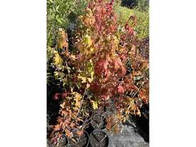 30 X ACER JEFFERSRED (LIPSTICK MAPLE) - picture1' - Click to enlarge