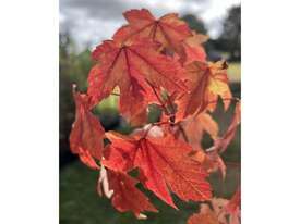 30 X ACER JEFFERSRED (LIPSTICK MAPLE) - picture2' - Click to enlarge