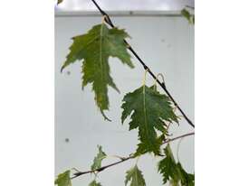 5 X CUT LEAF BIRCH - picture0' - Click to enlarge