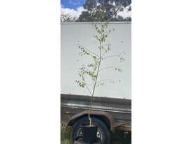 5 X CUT LEAF BIRCH - picture1' - Click to enlarge