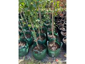 10 X BRADFORD PEAR (PYRUS CALLERYANA) - picture0' - Click to enlarge