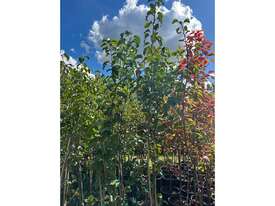 10 X BRADFORD PEAR (PYRUS CALLERYANA) - picture0' - Click to enlarge