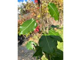 10 X BRADFORD PEAR (PYRUS CALLERYANA) - picture1' - Click to enlarge