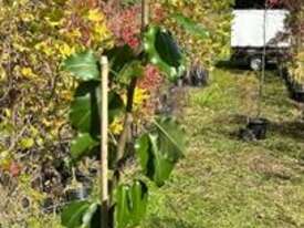 10 X BRADFORD PEAR (PYRUS CALLERYANA) - picture2' - Click to enlarge