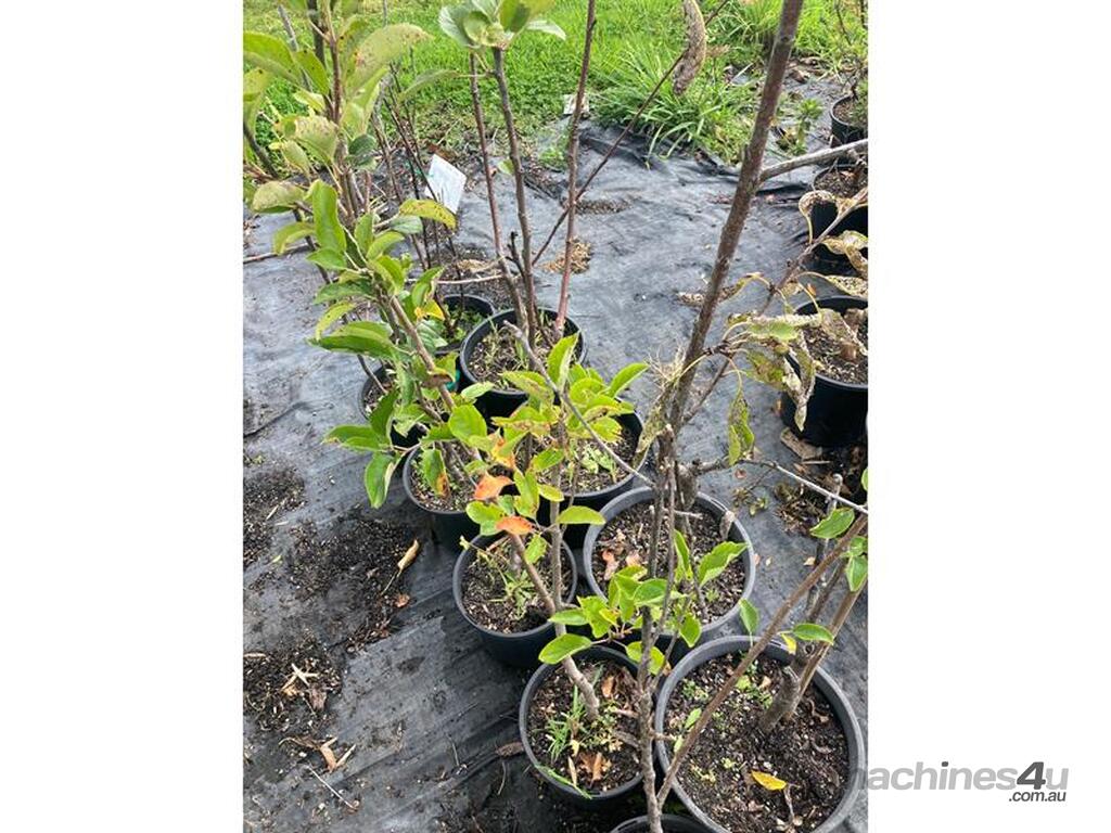 Used 14 X Assorted Fruit Trees 14 X Assorted Fruit Trees Market