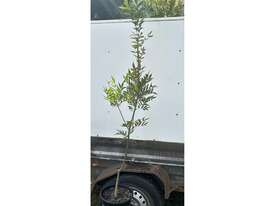 20 X CLARET ASH (FRAXINUS OXYCORPA RAYWOODII) - picture0' - Click to enlarge