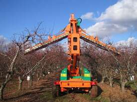 Orchard Pruning - picture1' - Click to enlarge