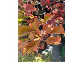 27 X MIXED ORNAMENTAL PEARS - picture0' - Click to enlarge