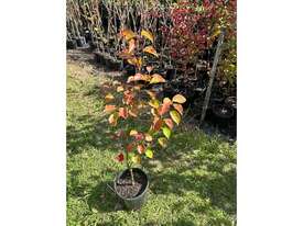 27 X MIXED ORNAMENTAL PEARS - picture1' - Click to enlarge