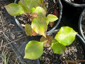 21 X MIXED ORNAMENTAL PEARS  - picture0' - Click to enlarge