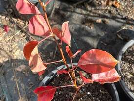 21 X MIXED ORNAMENTAL PEARS  - picture1' - Click to enlarge