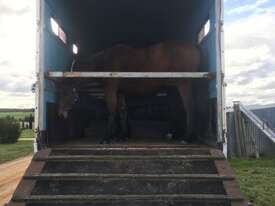 1984 FTE Tri Axle Horse Float - picture2' - Click to enlarge