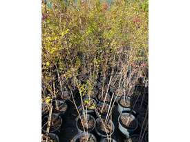 12 X CHINESE ELM (ULMUS PARVIFOLIA) - picture0' - Click to enlarge