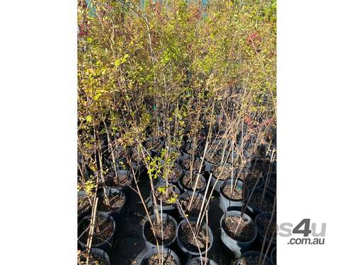 12 X CHINESE ELM (ULMUS PARVIFOLIA)