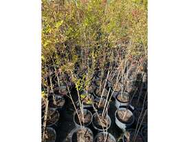 12 X CHINESE ELM (ULMUS PARVIFOLIA) - picture0' - Click to enlarge