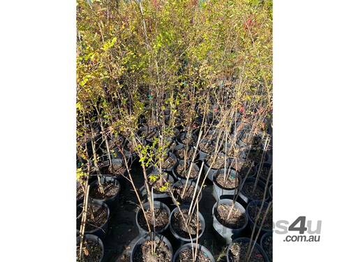 12 X CHINESE ELM (ULMUS PARVIFOLIA)