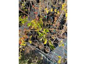 12 X CHINESE ELM (ULMUS PARVIFOLIA) - picture0' - Click to enlarge