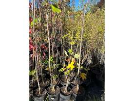 20 X MIXED FARM TREES (TULIP, PEARS, DOGWOOD) - picture0' - Click to enlarge