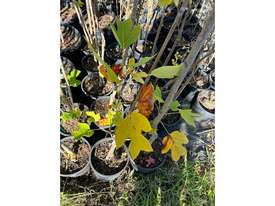 20 X MIXED FARM TREES (TULIP, PEARS, DOGWOOD) - picture0' - Click to enlarge