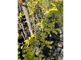 20 X MIXED FARM TREES (TULIP, PEARS, DOGWOOD) - picture1' - Click to enlarge