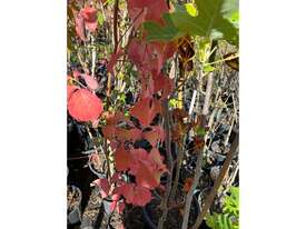 20 X MIXED FARM TREES (TULIP, PEARS, DOGWOOD) - picture2' - Click to enlarge